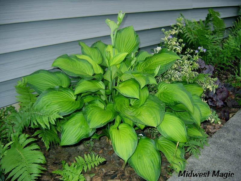 Photo of Hosta 'Midwest Magic' uploaded by tcs1366