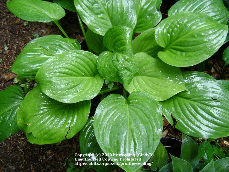 Photo of Hosta 'Fried Green Tomatoes' uploaded by weeding