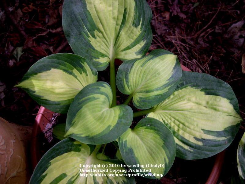 Photo of Hosta 'Great Expectations' uploaded by weeding