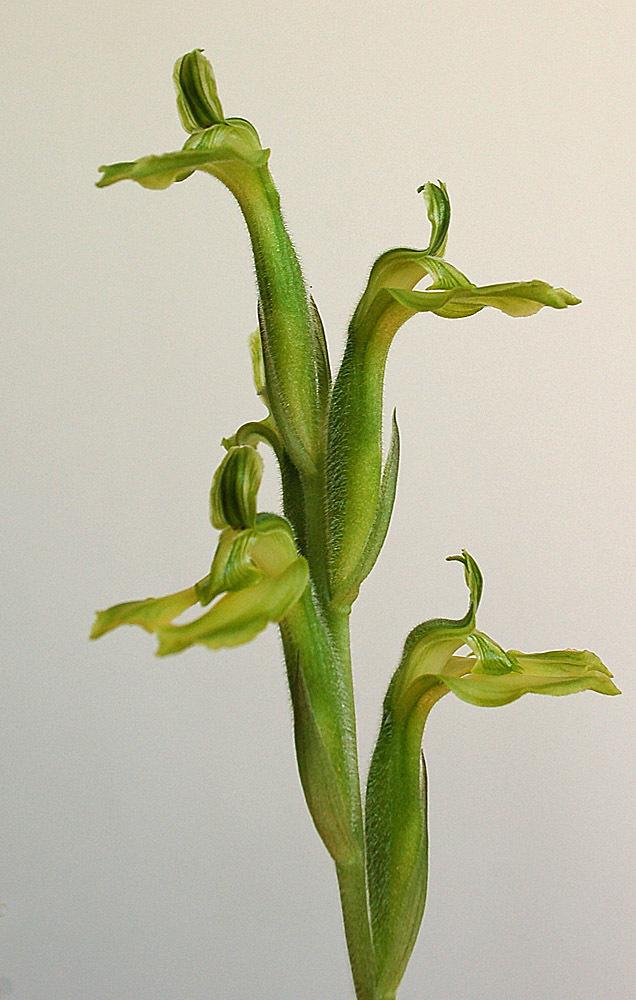 Photo of Orchid (Sarcoglottis sceptrodes) uploaded by Ursula
