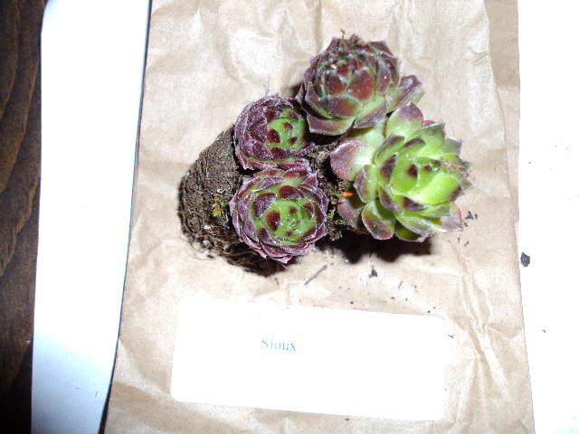 Photo of Hen and Chicks (Sempervivum 'Sioux') uploaded by dana
