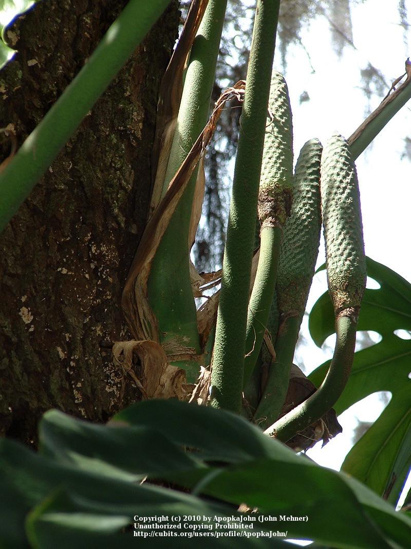 Photo of Split-Leaf Philodendron (Monstera deliciosa) uploaded by ApopkaJohn