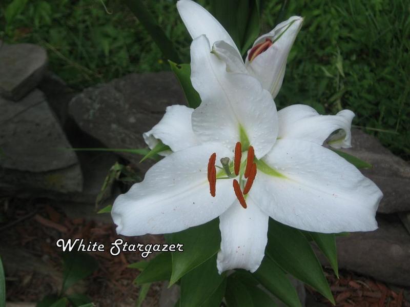 Photo of Lily (Lilium 'White Stargazer') uploaded by lilsista59