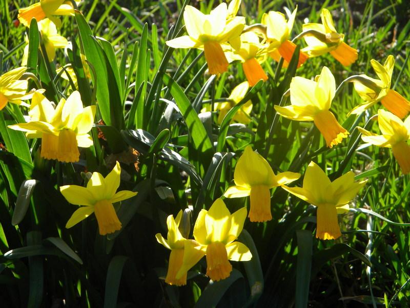 Photo of Cyclamineus Daffodil (Narcissus 'Jetfire') uploaded by gemini_sage