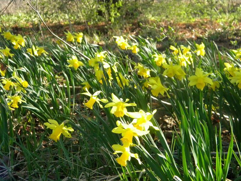 Photo of Cyclamineus Daffodil (Narcissus 'February Gold') uploaded by gemini_sage