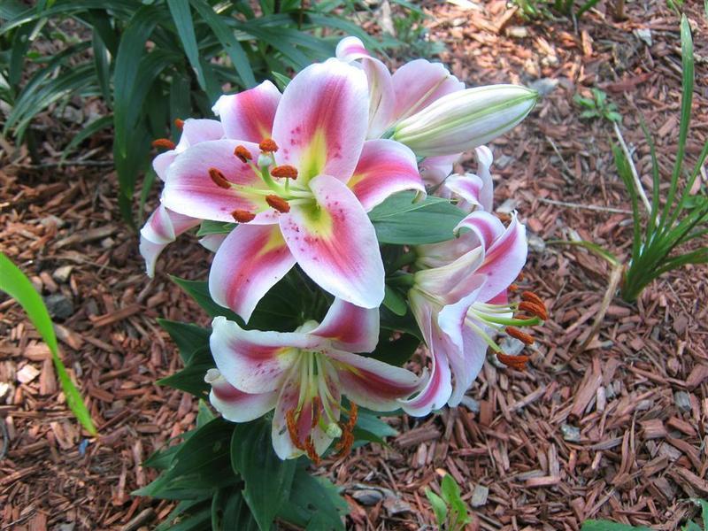 Photo of Lily (Lilium 'Angelique') uploaded by lilsista59
