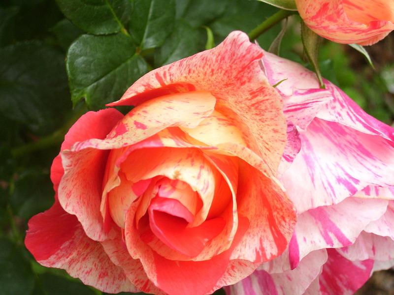 Photo of Rose (Rosa 'Grimaldi') uploaded by stephgem