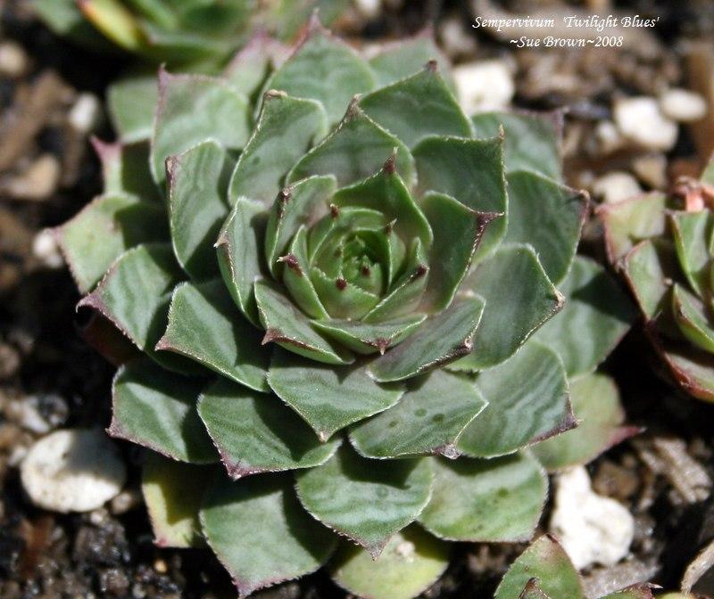 Photo of Hen and Chicks (Sempervivum 'Twilight Blues') uploaded by Calif_Sue