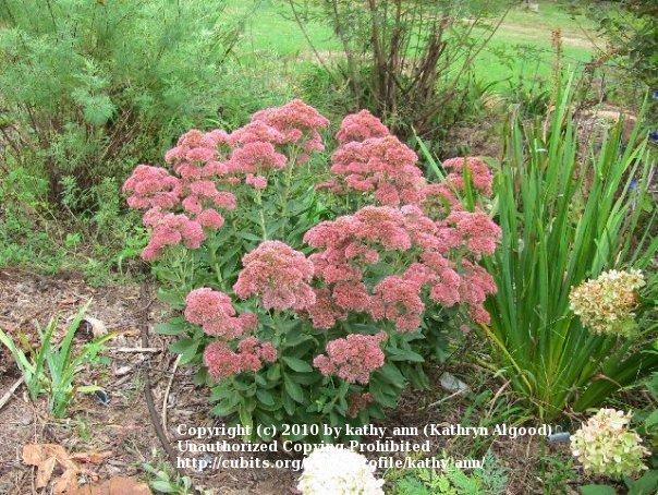 Photo of Stonecrop (Hylotelephium spectabile 'Autumn Fire') uploaded by kathy_ann