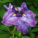 Japanese Irises: Dispelling the Prima Donna Myth