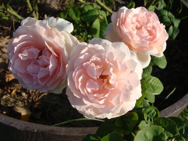 Photo of Rose (Rosa 'Sharifa Asma') uploaded by emoryterri