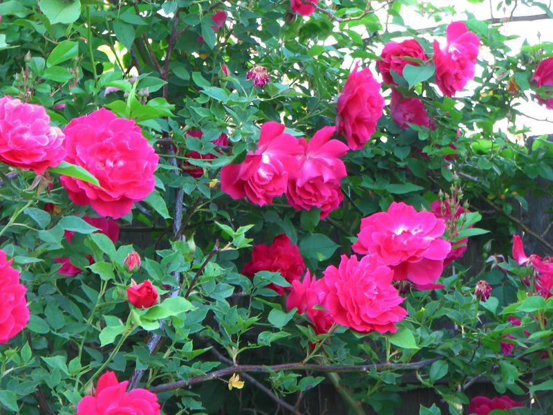 Photo of Rose (Rosa 'Noella Nabonnand') uploaded by melva