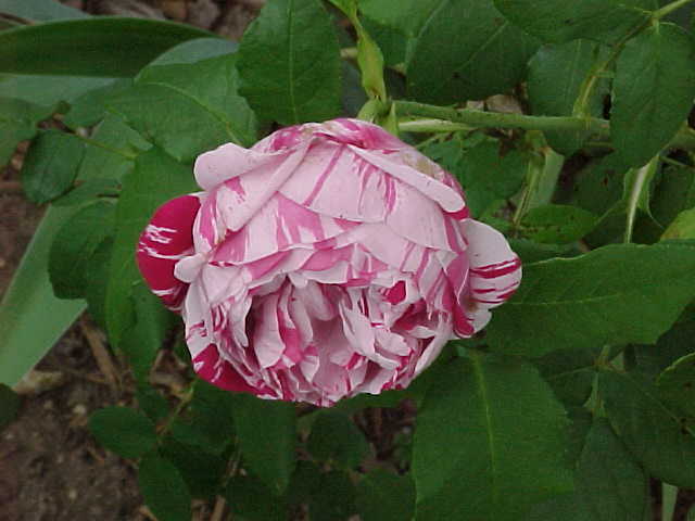 Photo of Rose (Rosa 'Variegata di Bologna') uploaded by melva