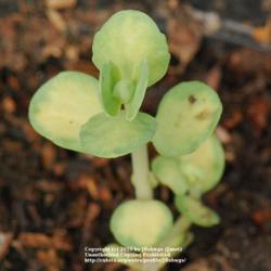 
Otherwise known as Sedum alboroseum Mediovariegatum, early growth