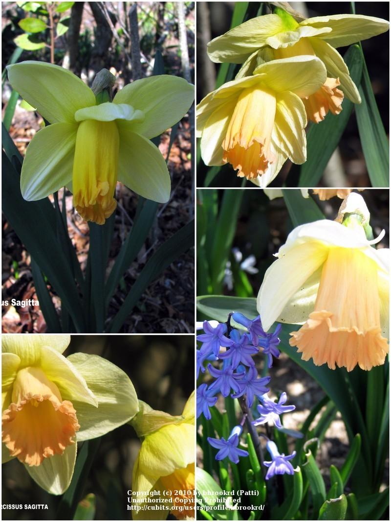 Photo of Trumpet Daffodil (Narcissus 'Sagitta') uploaded by bbrookrd