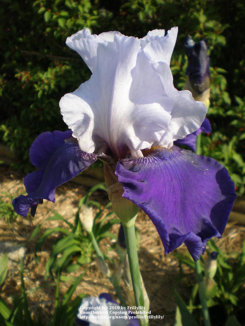 Photo of Tall Bearded Iris (Iris 'Best Bet') uploaded by Frillylily