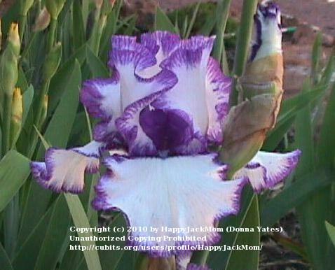 Photo of Tall Bearded Iris (Iris 'Rare Treat') uploaded by HappyJackMom