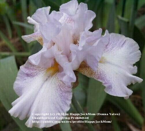 Photo of Tall Bearded Iris (Iris 'Chiffon Ruffles') uploaded by HappyJackMom