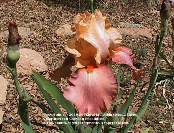 Photo of Tall Bearded Iris (Iris 'Adobe Rose') uploaded by HappyJackMom