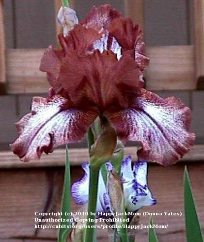 Photo of Tall Bearded Iris (Iris 'Huckleberry Fudge') uploaded by HappyJackMom