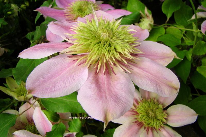 Photo of Clematis Empress™ uploaded by Kell