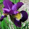 Siberian Iris Gardens  ----    © Kathy Puckett, used with permis
