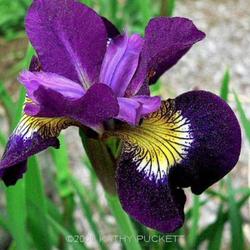 
Siberian Iris Gardens  ----    © Kathy Puckett, used with permis