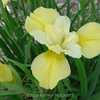 Siberian Iris Gardens  ----     © Kathy Puckett, used with permi