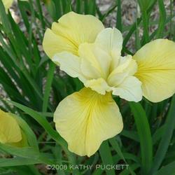 
Siberian Iris Gardens  ----     © Kathy Puckett, used with permi
