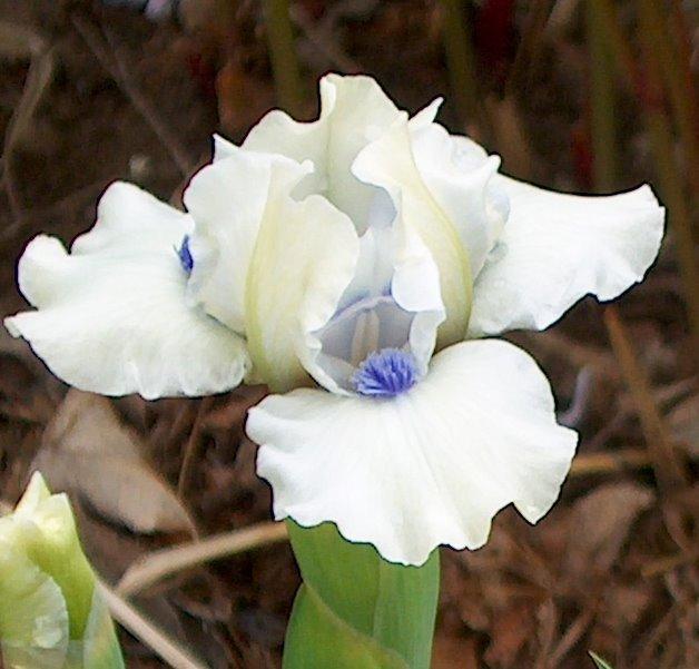 Photo of Standard Dwarf Bearded Iris (Iris 'Bluebeard's Ghost') uploaded by PollyK