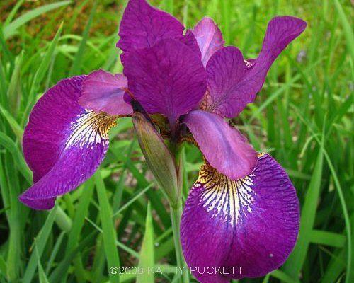 Photo of Siberian Iris (Iris 'Chilled Wine') uploaded by PollyK