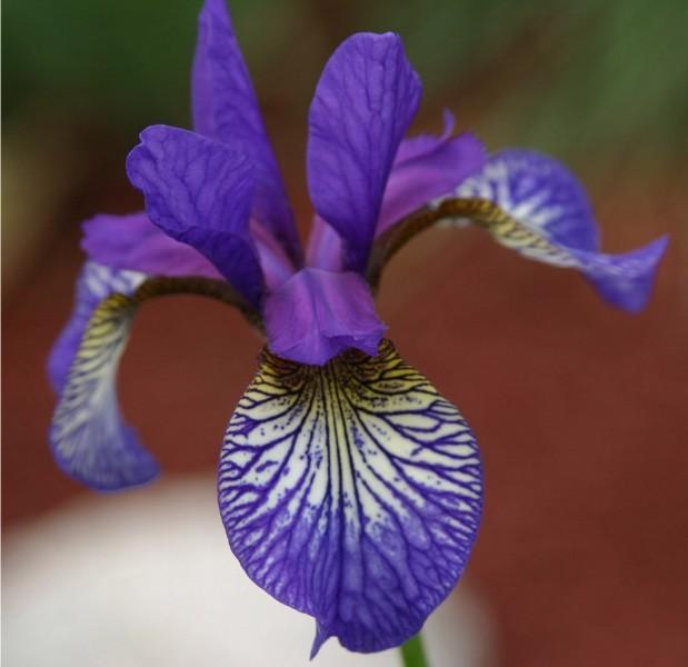 Photo of Siberian Iris (Iris 'Shaker's Prayer') uploaded by avmoran