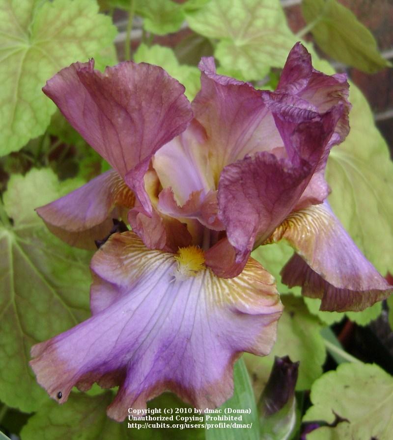 Photo of Tall Bearded Iris (Iris 'Indian Ceramics') uploaded by dmac