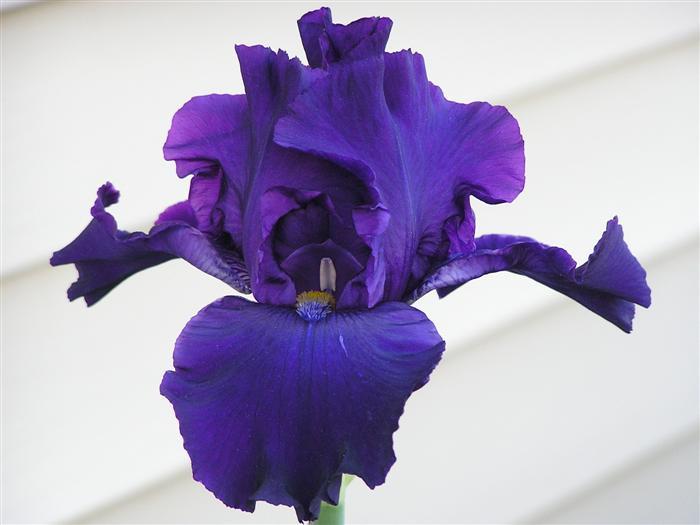 Photo of Tall Bearded Iris (Iris 'Lord Jeff') uploaded by greathorse