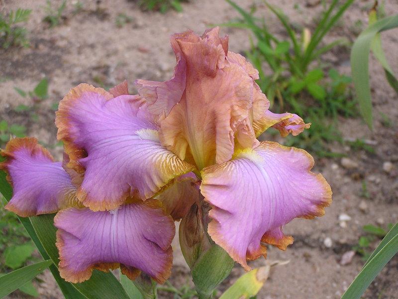 Photo of Tall Bearded Iris (Iris 'Afternoon Delight') uploaded by greathorse