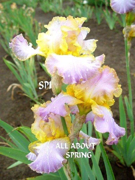 Photo of Tall Bearded Iris (Iris 'All About Spring') uploaded by irisloverdee