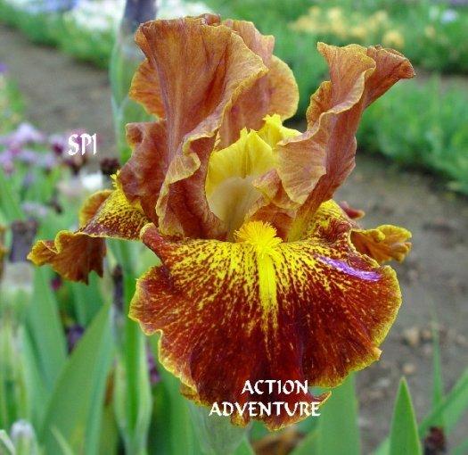 Photo of Intermediate Bearded Iris (Iris 'Action Adventure') uploaded by irisloverdee