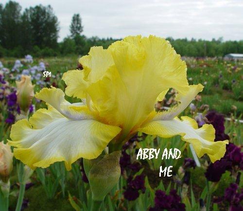 Photo of Tall Bearded Iris (Iris 'Abby and Me') uploaded by irisloverdee