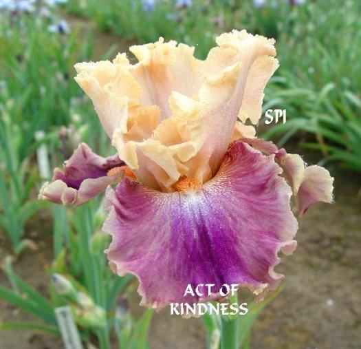 Photo of Tall Bearded Iris (Iris 'Act of Kindness') uploaded by irisloverdee