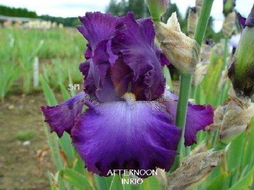Photo of Tall Bearded Iris (Iris 'Afternoon in Rio') uploaded by irisloverdee