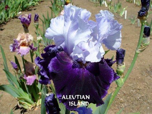 Photo of Tall Bearded Iris (Iris 'Aleutian Islands') uploaded by irisloverdee