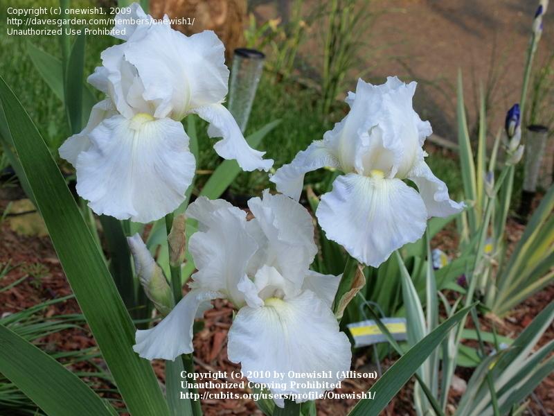 Photo of Intermediate Bearded Iris (Iris 'Low Ho Silver') uploaded by Onewish1
