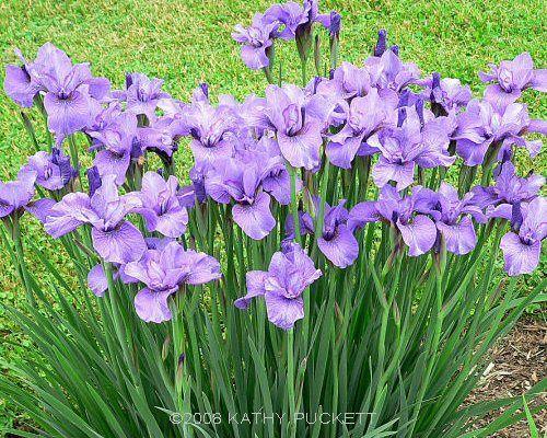 Photo of Siberian Iris (Iris 'Reprise') uploaded by PollyK