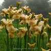 Siberian Iris Gardens  ----   © Kathy Puckett, used with permiss