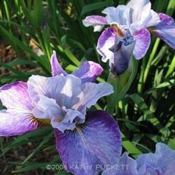 
Siberian Iris Gardens  ----   © Kathy Puckett, used with permiss