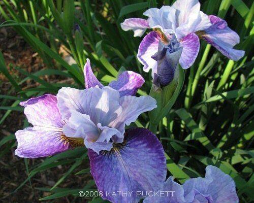 Photo of Siberian Iris (Iris 'Roaring Jelly') uploaded by PollyK