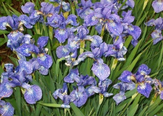 Photo of Siberian Iris (Iris 'Baby Sister') uploaded by PollyK