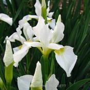 Siberian Iris Gardens  ----  © Kathy Puckett, used with permissi