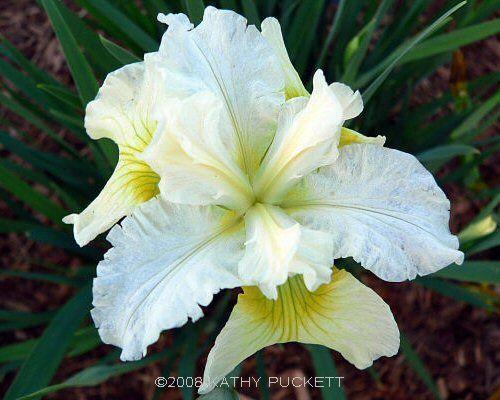 Photo of Siberian Iris (Iris 'Isabelle') uploaded by PollyK