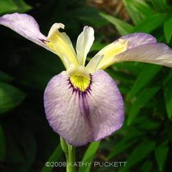
Siberian Iris Gardens  ----  © Kathy Puckett, used with permissi